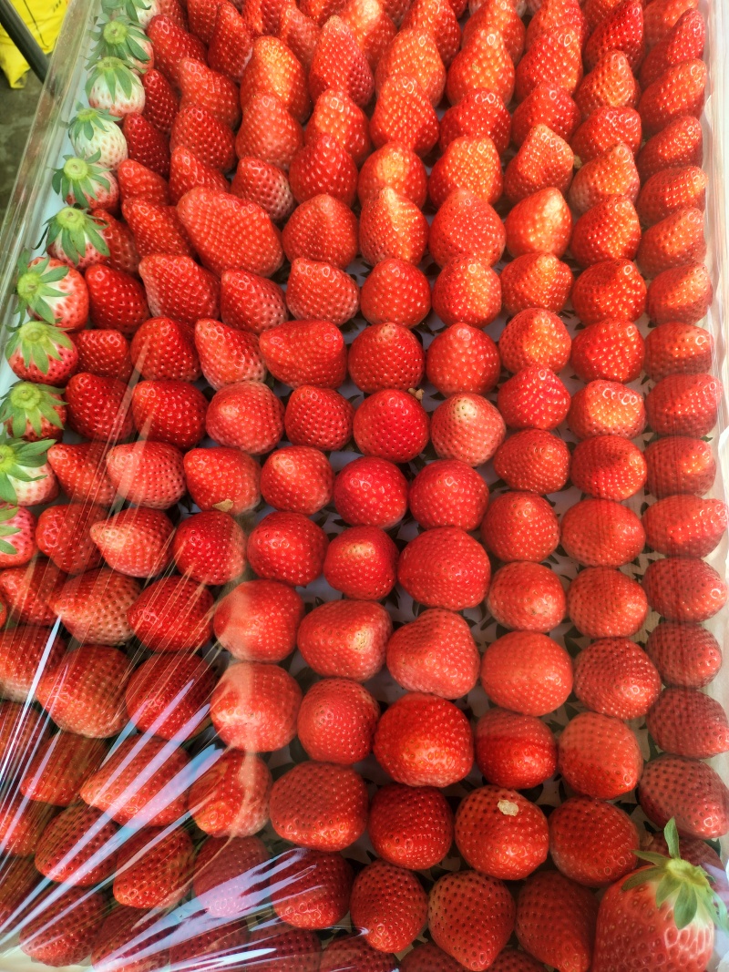草莓