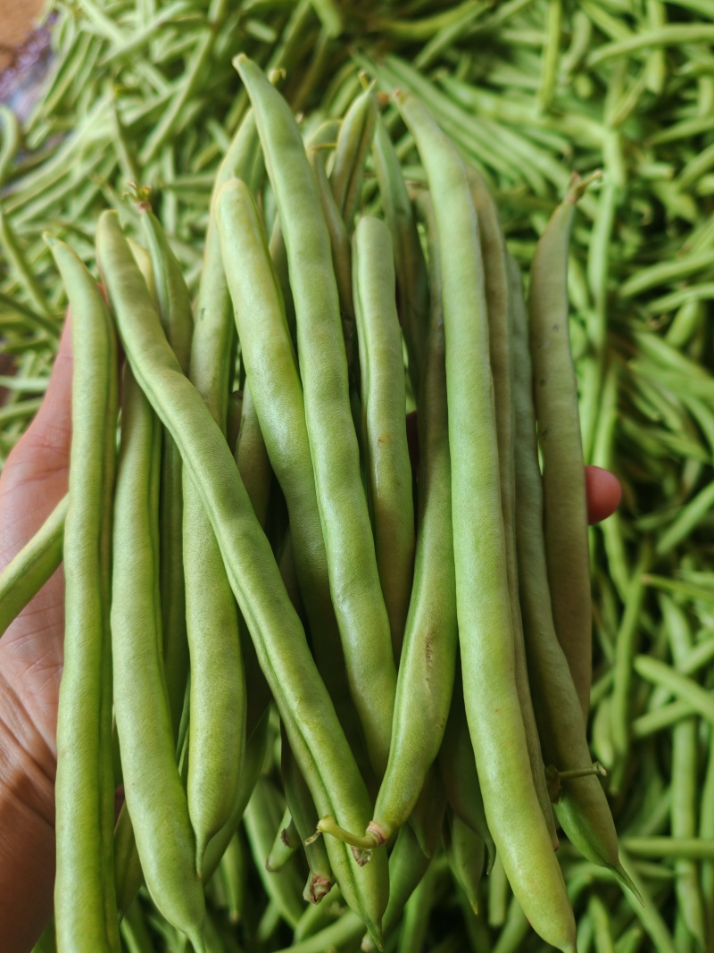 四季豆，白花豆，产地直发，一手货源