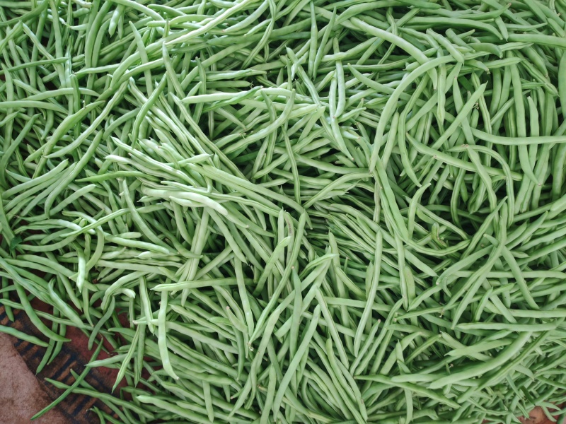 四季豆，白花豆，产地直发，一手货源