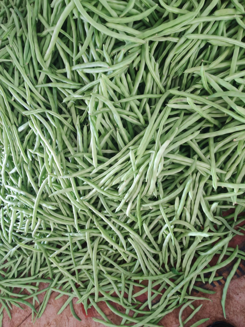 四季豆，白花豆，产地直发，一手货源