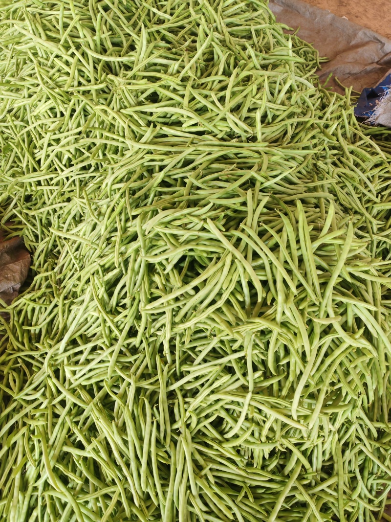 四季豆，白花豆，产地直发，一手货源