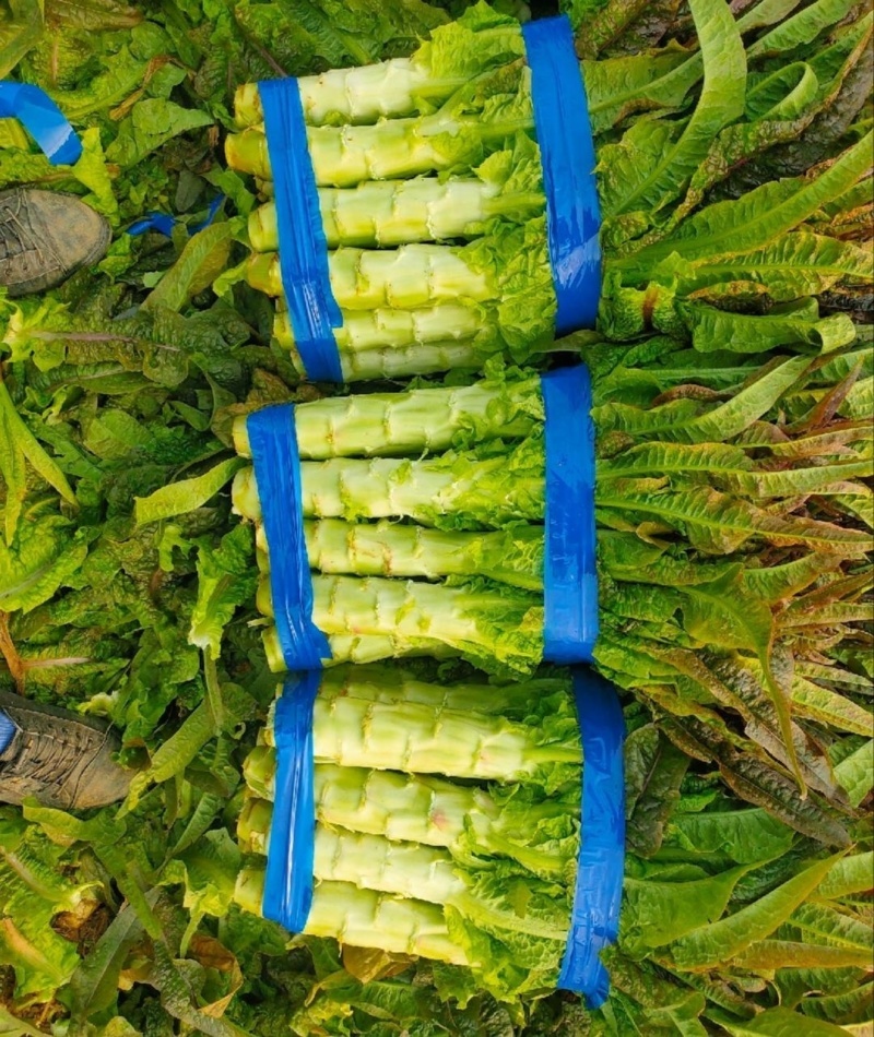 红叶香莴苣大量上市基地直发皮薄肉厚无空心承接全国