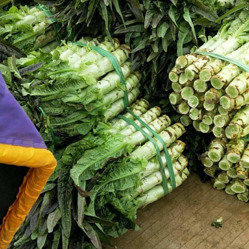 红叶香莴苣大量上市基地直发皮薄肉厚无空心承接全国