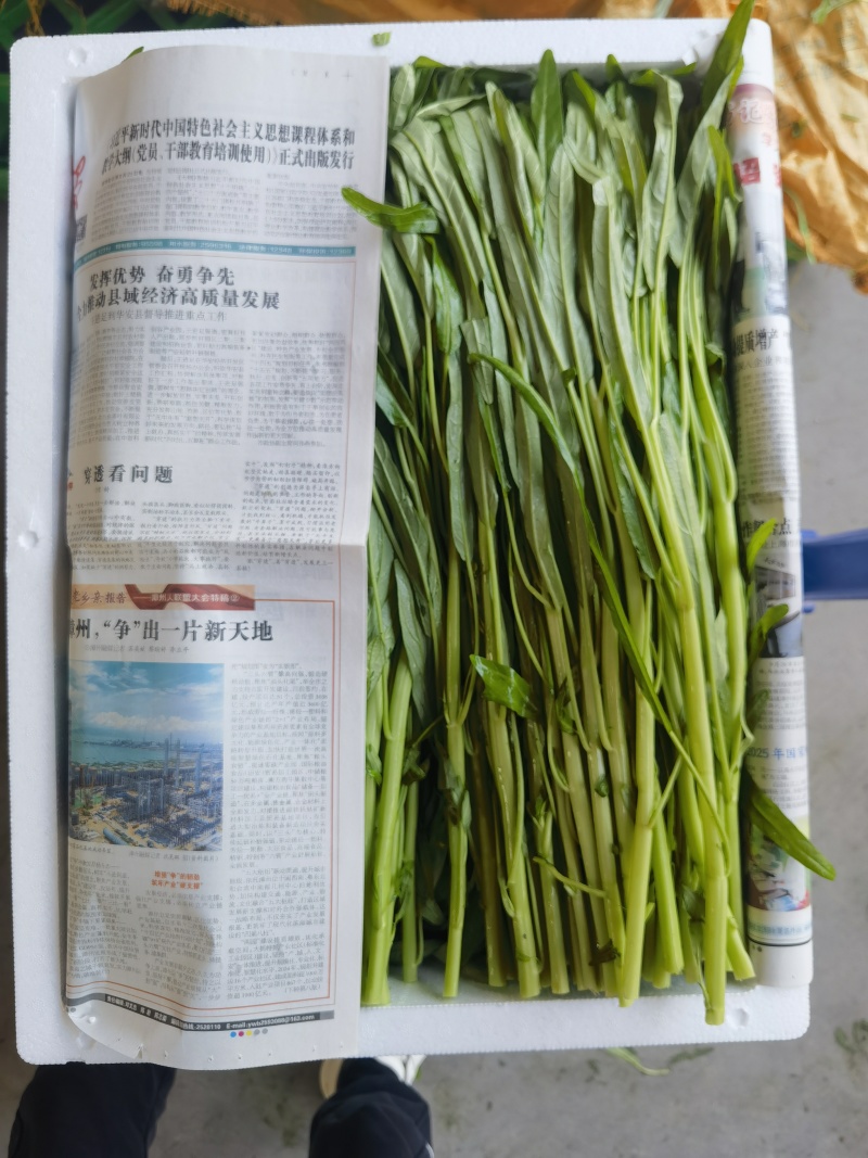 白杆空心菜