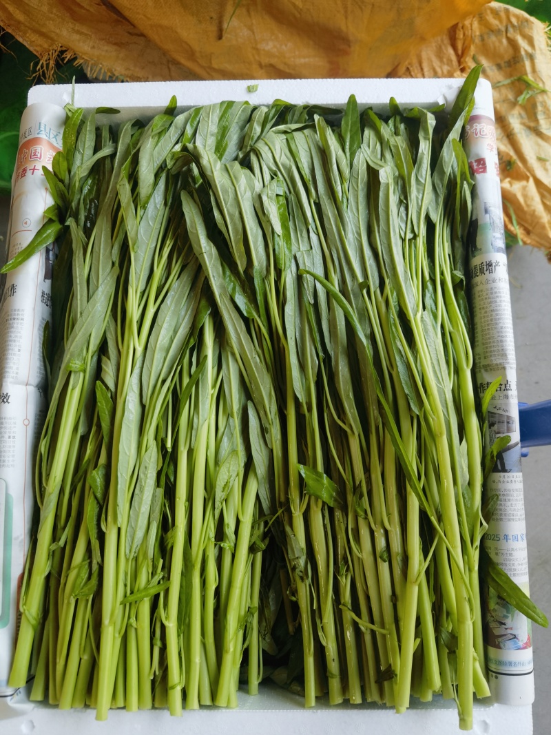 白杆空心菜