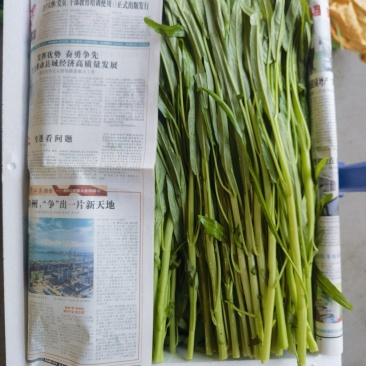 白杆空心菜
