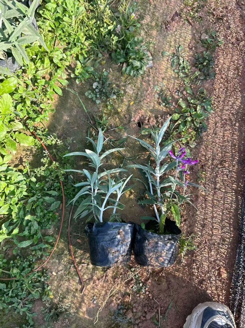 墨西哥鼠尾草盆苗都有出售各种时候