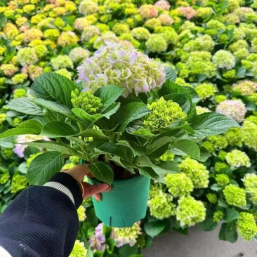 绣球花