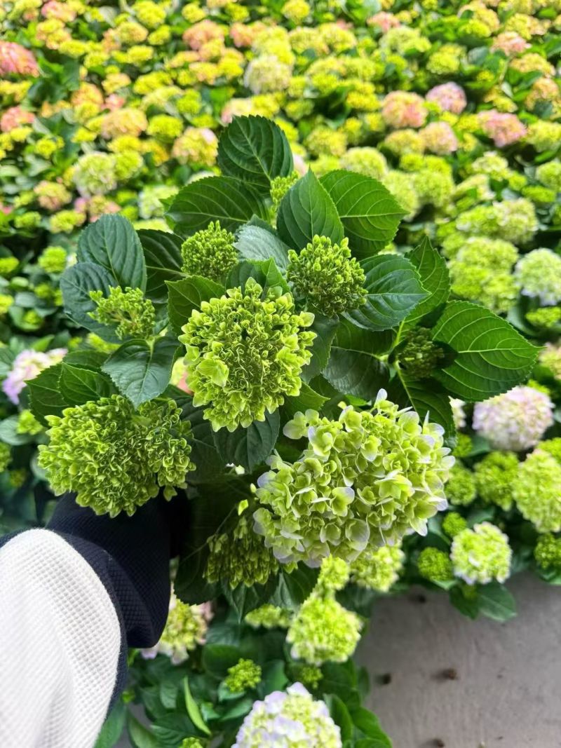 绣球花
