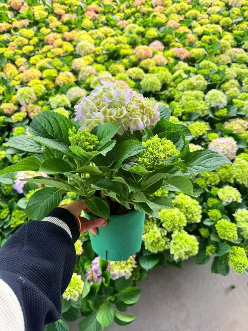 绣球花