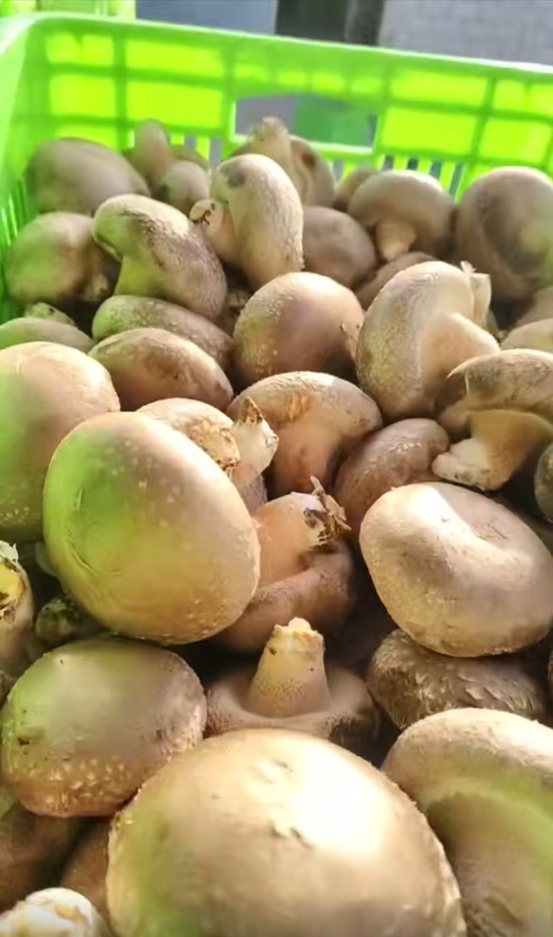 香菇，产地直发，大量有货，欢迎各位老板咨询采购
