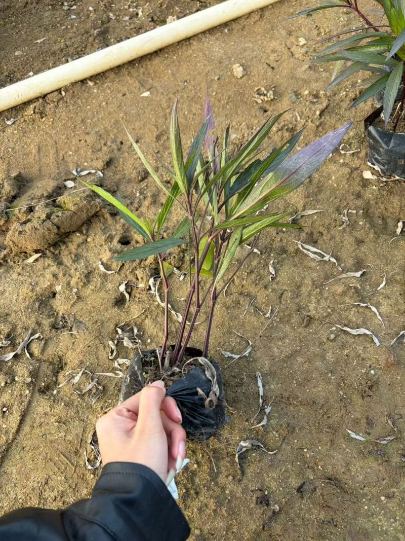 翠芦莉大量供应各种规格地被苗10-40高