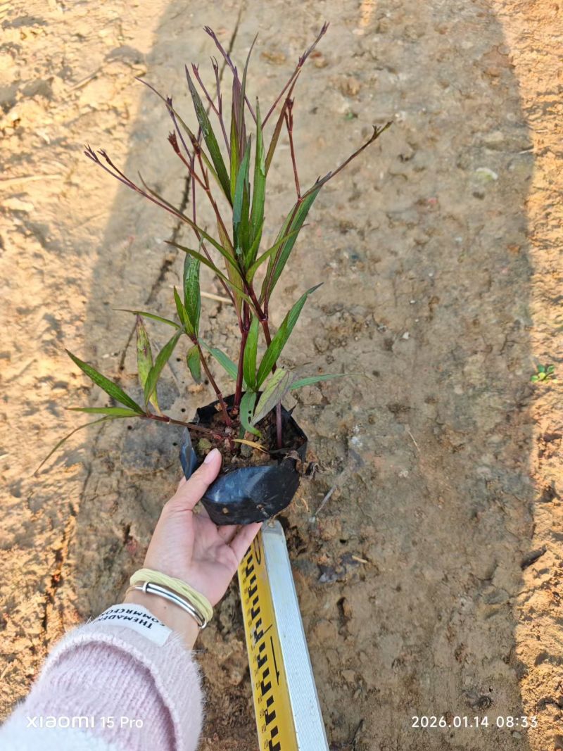 翠芦莉大量供应各种规格地被苗10-40高