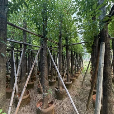 5公分樟树