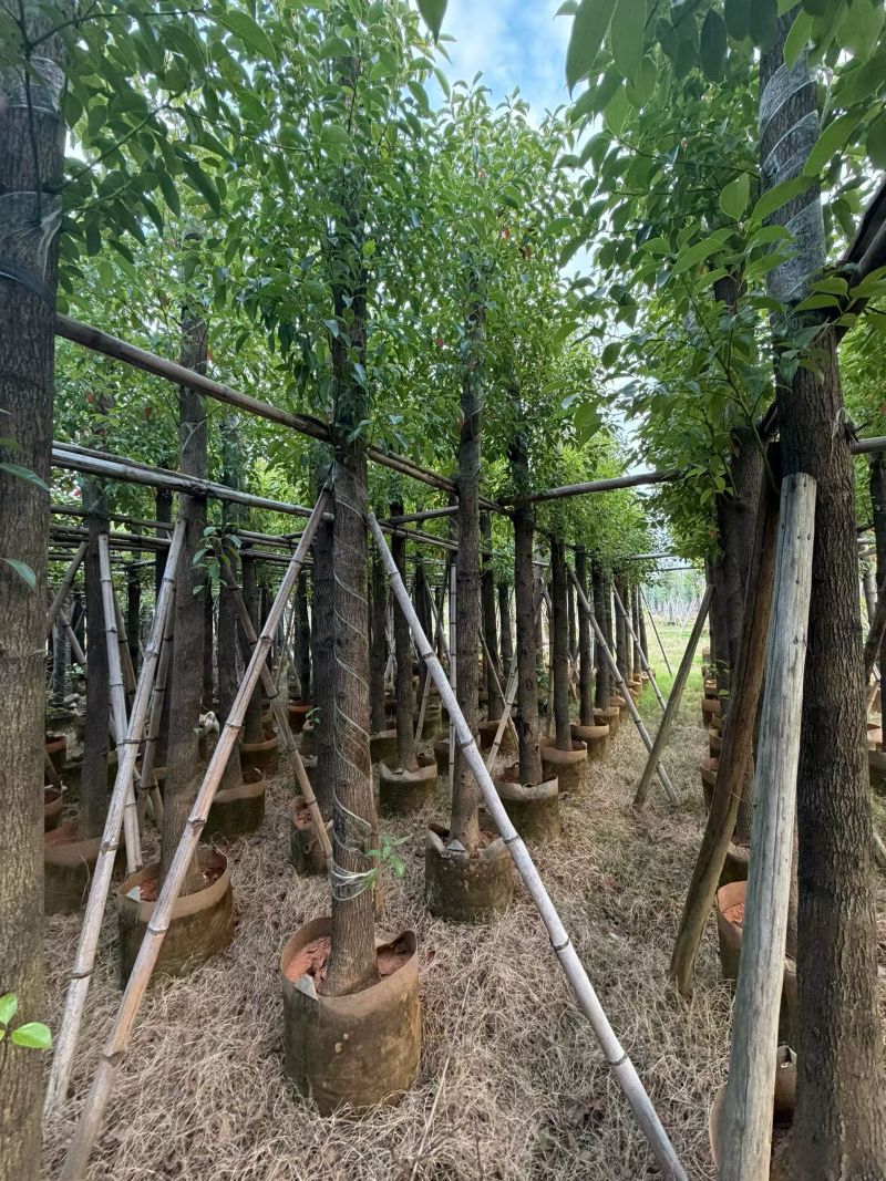 5公分樟树