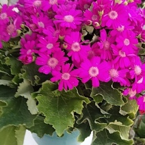瓜叶菊1件24盆