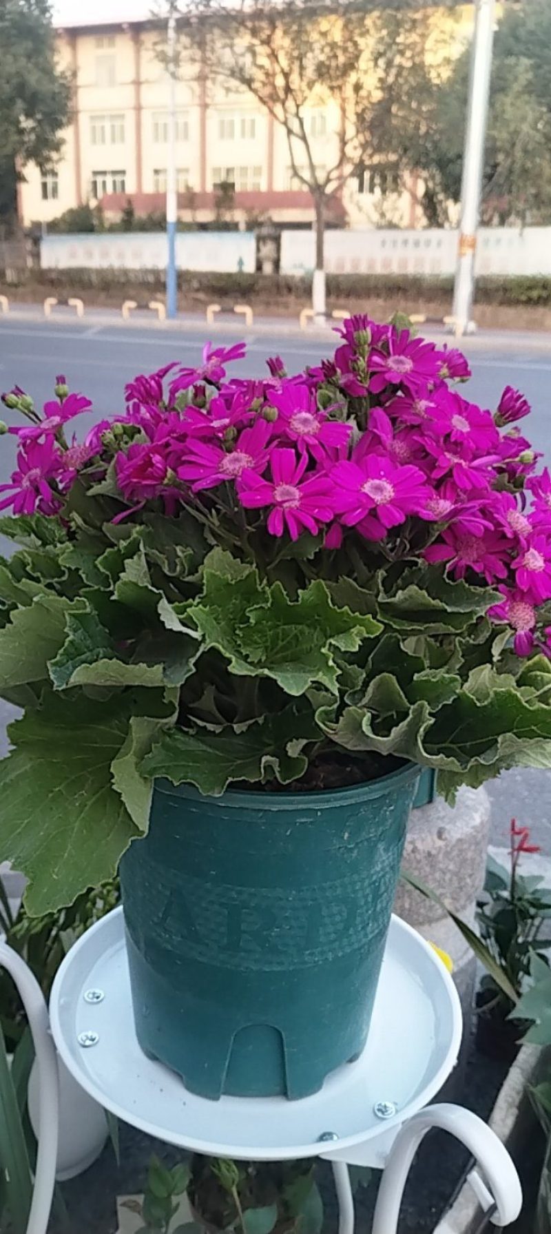瓜叶菊1件24盆