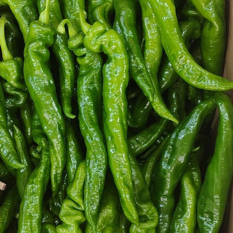 精品螺丝椒大量，一手代办，价格优惠，欢迎联系