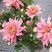 彩菊1件30盆