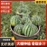 《麒麟西瓜》安徽大棚西瓜大棚瓜/包熟包甜/全国代发