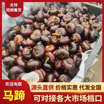 安徽精品马蹄水果马蹄荸荠毛马蹄水果筐装产地直发