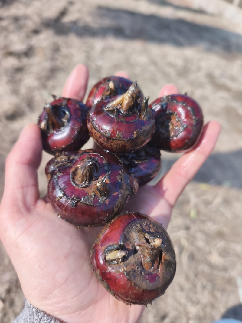 安徽精品马蹄水果马蹄荸荠毛马蹄水果筐装产地直发