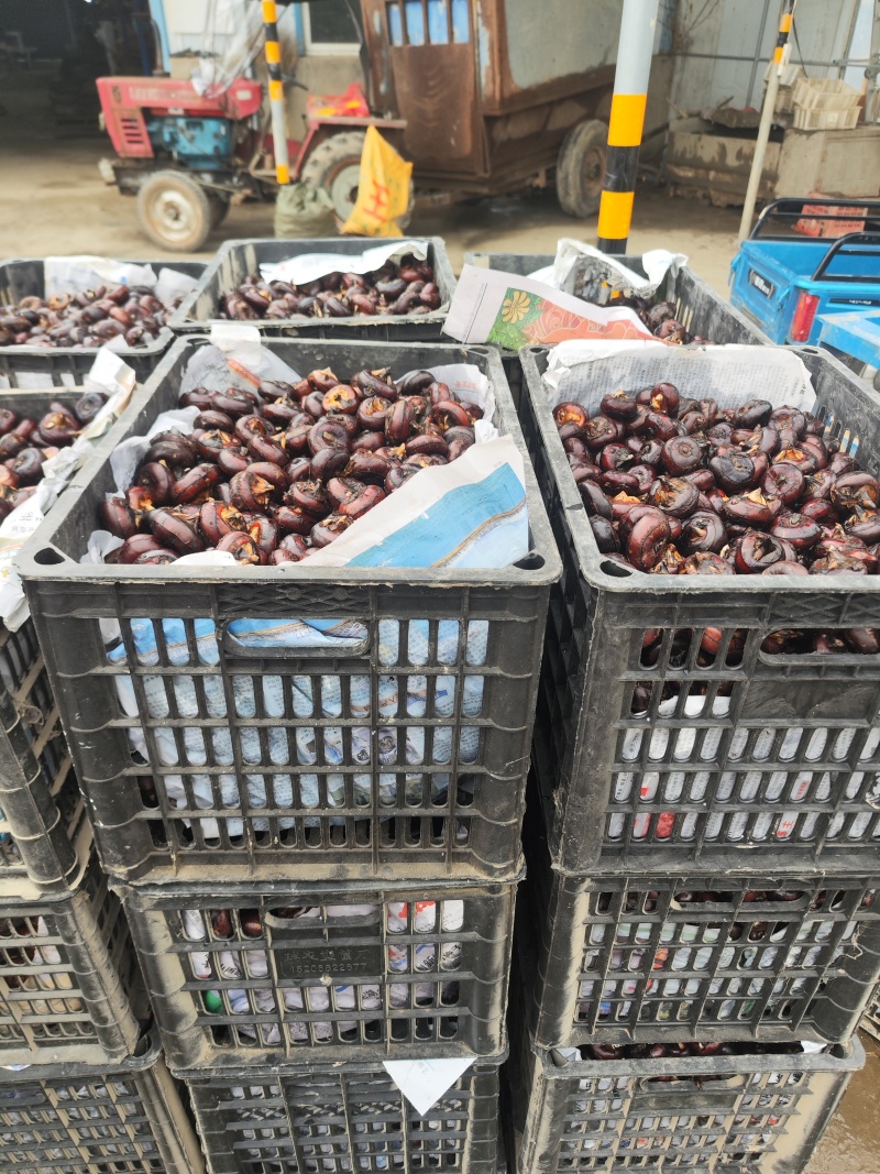 安徽精品马蹄水果马蹄荸荠毛马蹄水果筐装产地直发