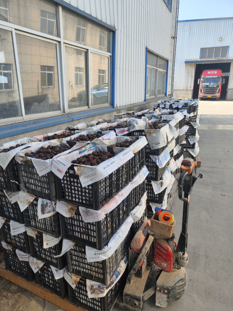 安徽精品马蹄水果马蹄荸荠毛马蹄水果筐装产地直发