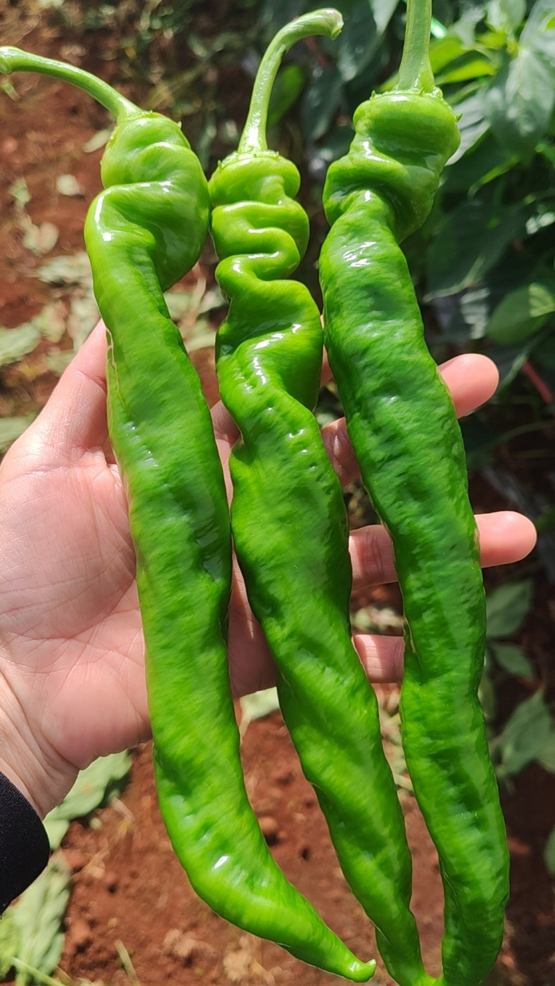 精品螺丝椒大量，一手代办，价格优惠，欢迎联系