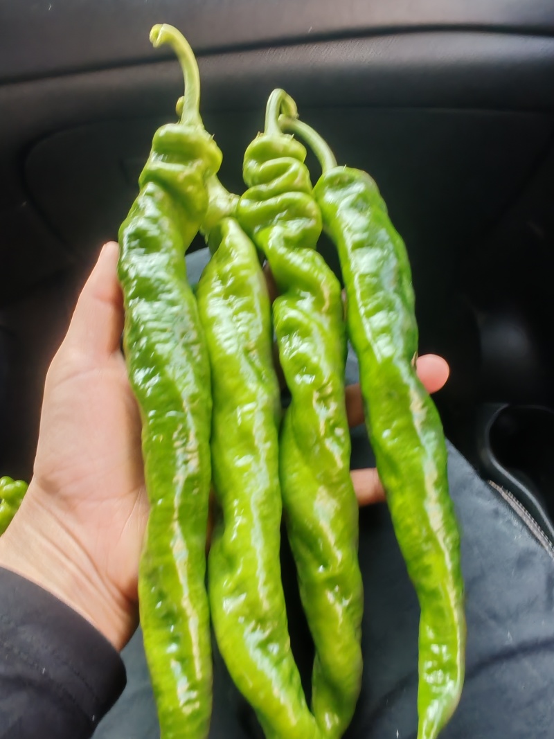 精品螺丝椒大量，一手代办，价格优惠，欢迎联系
