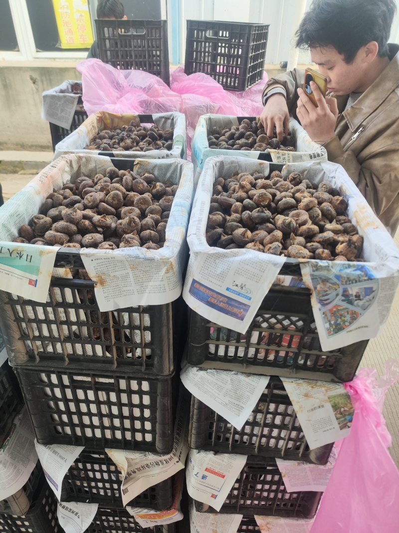 安徽精品马蹄水果马蹄荸荠毛马蹄水果筐装产地直发