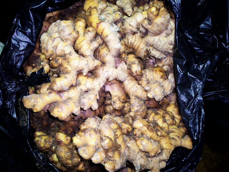 贵州二黄姜