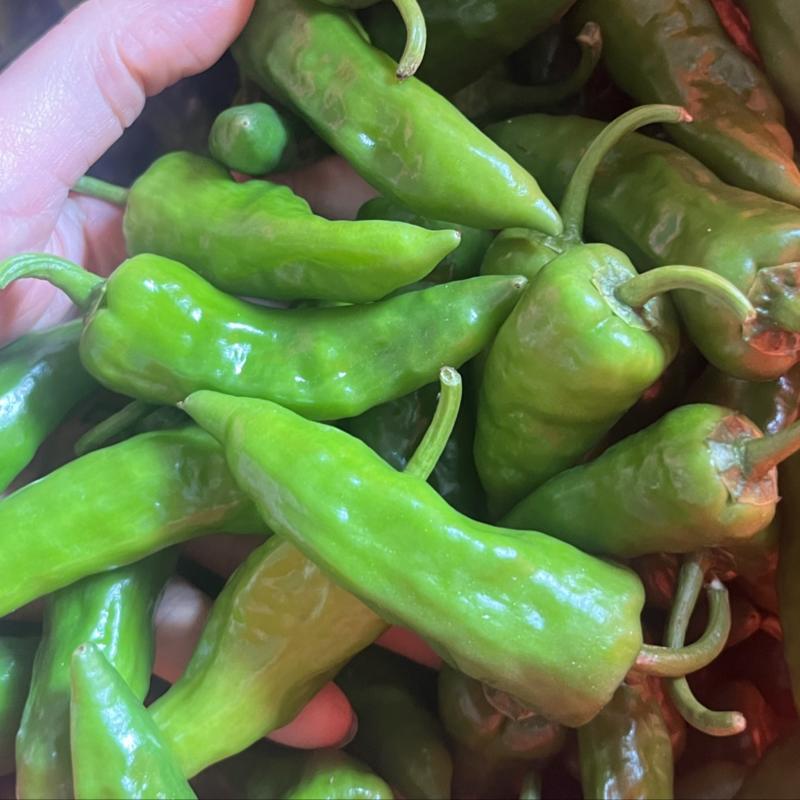 余干椒，广东鲜辣椒，一手货源，产地直发
