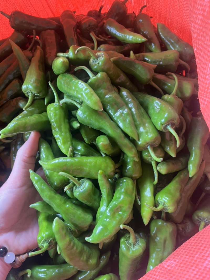 余干椒，广东鲜辣椒，一手货源，产地直发