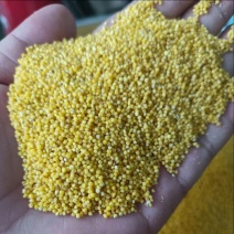 莱芜黄小米，富硒小米大量供应，一手货源，支持零售批发
