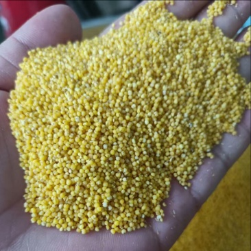 莱芜黄小米，富硒小米大量供应，一手货源，支持零售批发