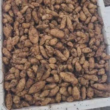 云南0袋血红麻乌天麻种子