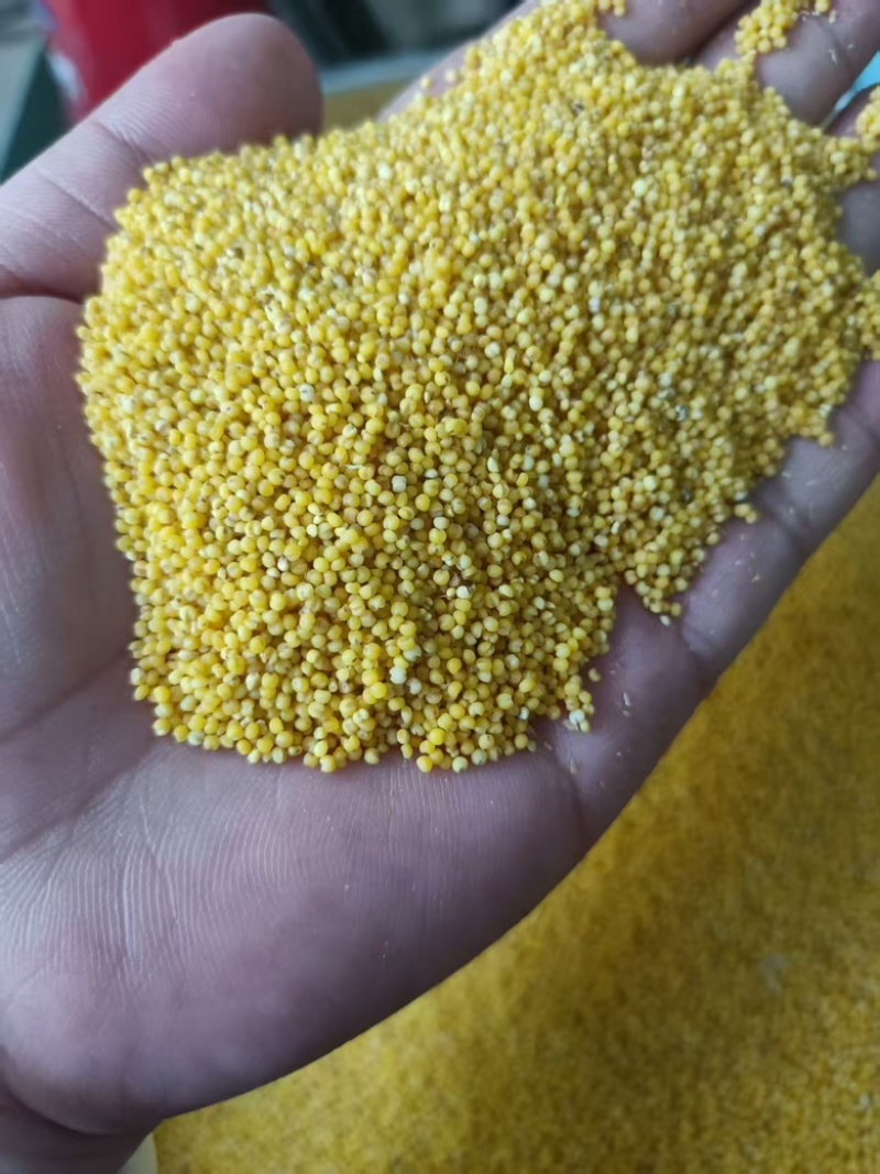 山东莱芜黄小米大量有货量大从优支持零售批发