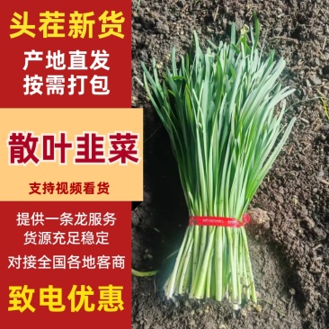 散叶韭菜/产区直发/大量有货/欢迎选购