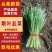 散叶韭菜/产区直发/大量有货/欢迎选购