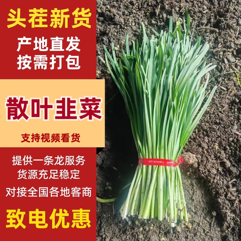 散叶韭菜/产区直发/大量有货/欢迎选购