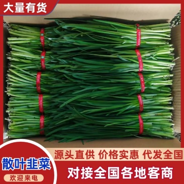 杆青韭菜/铁托韭菜/产区直发/大量现货/头刀韭菜