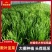 杆青韭菜/铁托韭菜/产区直发/大量现货/头刀韭菜