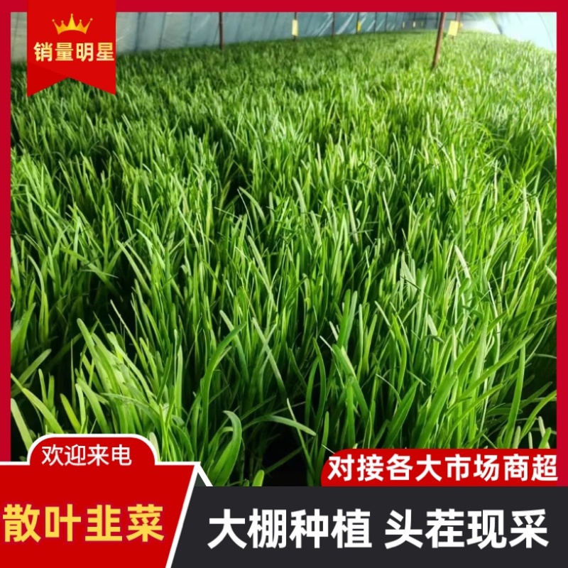 杆青韭菜/铁托韭菜/产区直发/大量现货/头刀韭菜