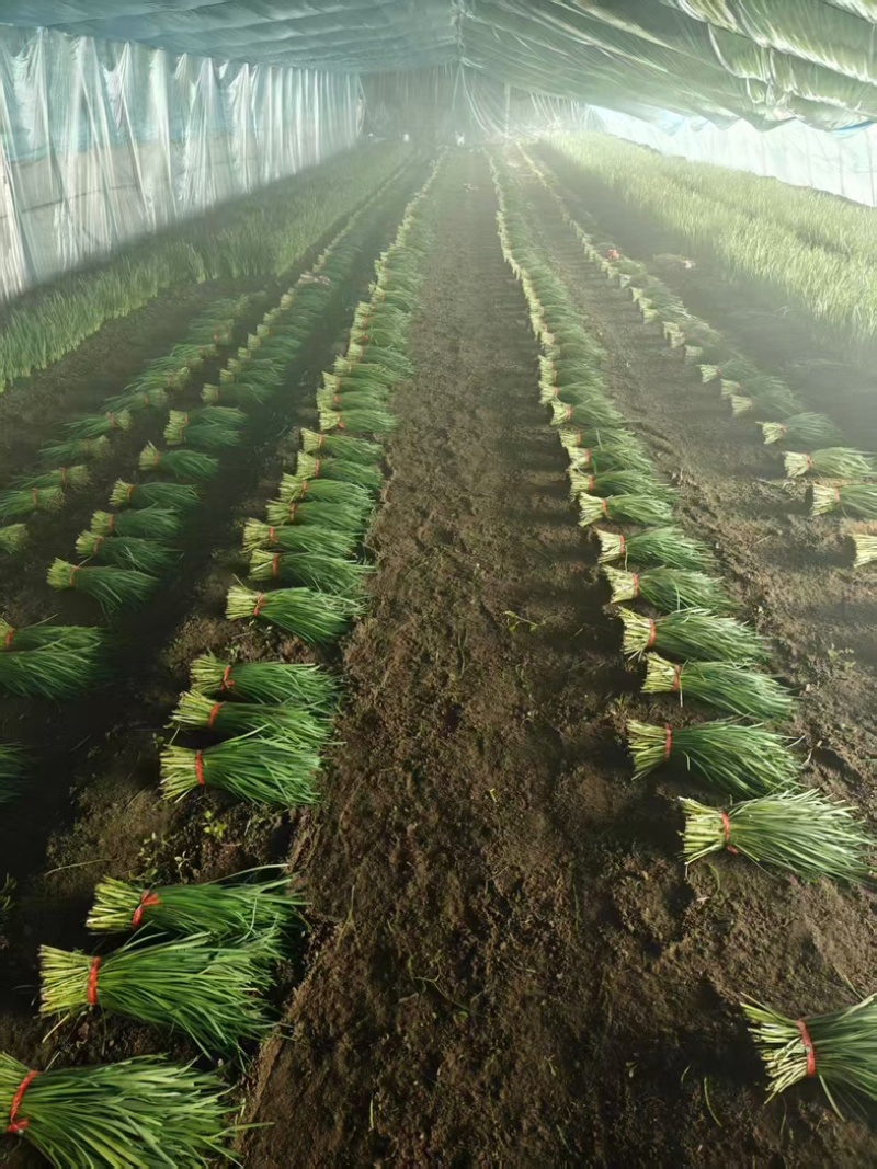 杆青韭菜/铁托韭菜/产区直发/大量现货/头刀韭菜