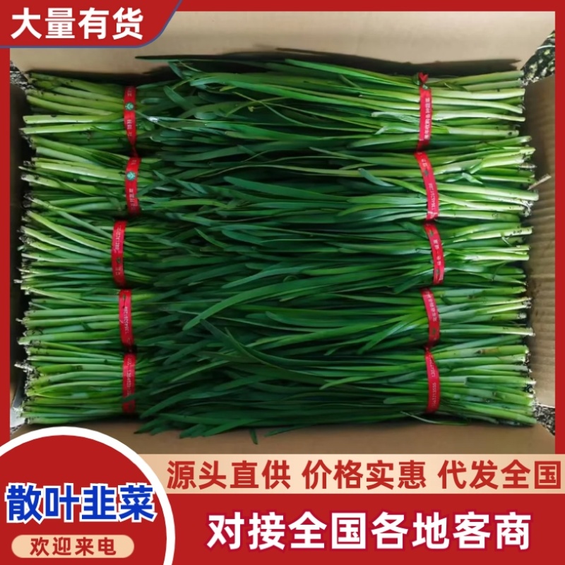 杆青韭菜/铁托韭菜/产区直发/大量现货/头刀韭菜