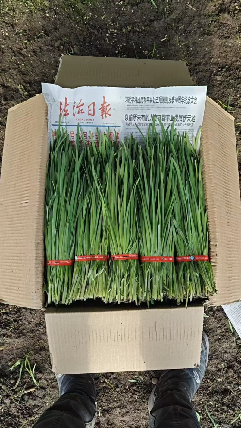 杆青韭菜/铁托韭菜/产区直发/大量现货/头刀韭菜