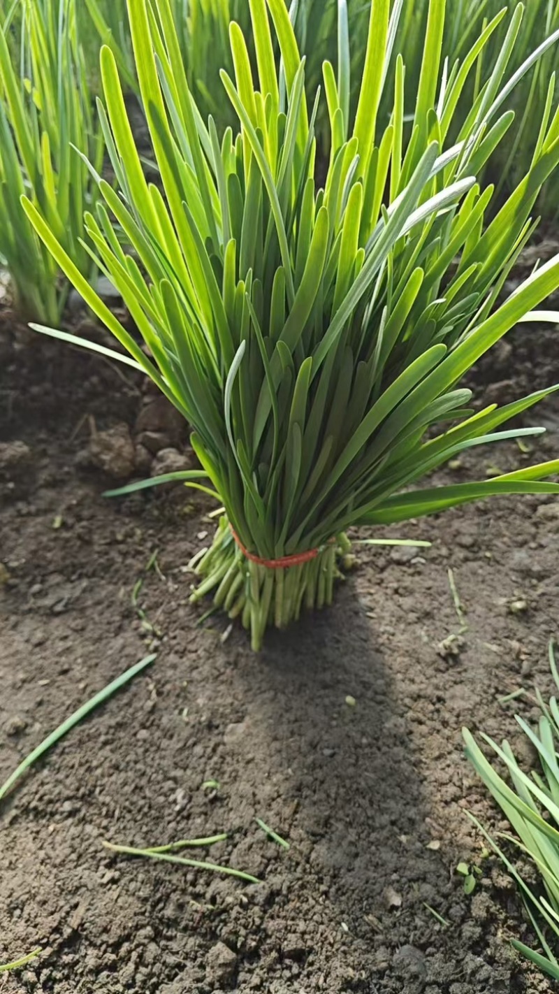 杆青韭菜/铁托韭菜/产区直发/大量现货/头刀韭菜