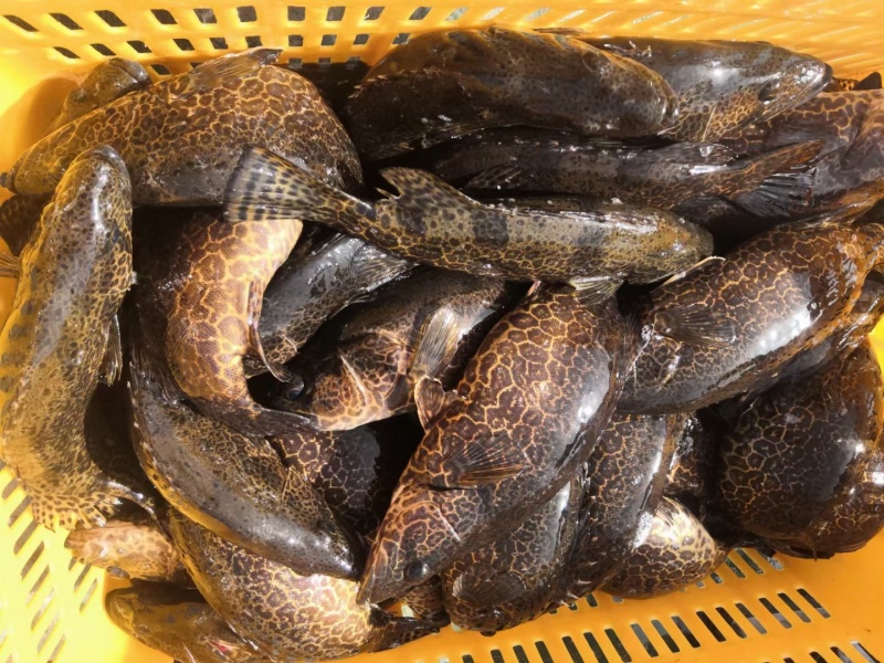 鸭绿江冷水鱼精品鳜鱼老虎鳜斑鳜熬花