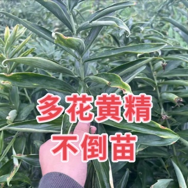 多花黄精高杆不倒苗源头基地现挖现发新鲜批发黄精